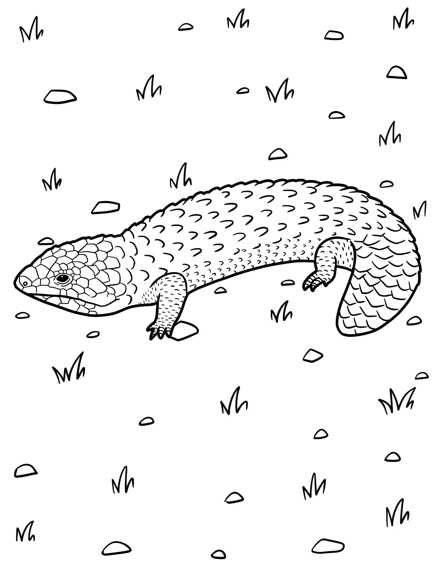 Милый шилобрюх №8645. Раскраски для девочек по категориям. Ящерица (Lizard).
