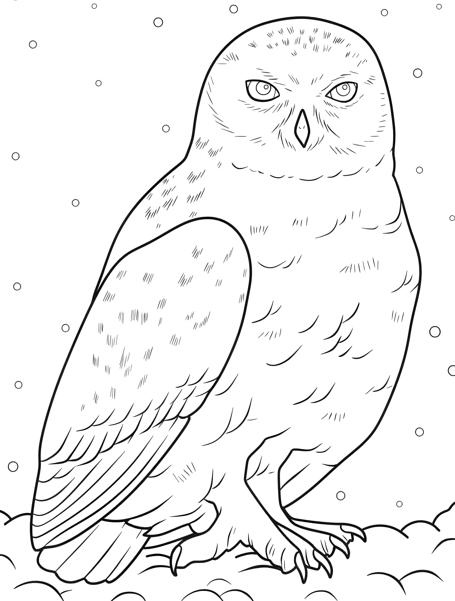Белая сова №6906. Раскраски для мальчиков по категориям. Сова (Owl).