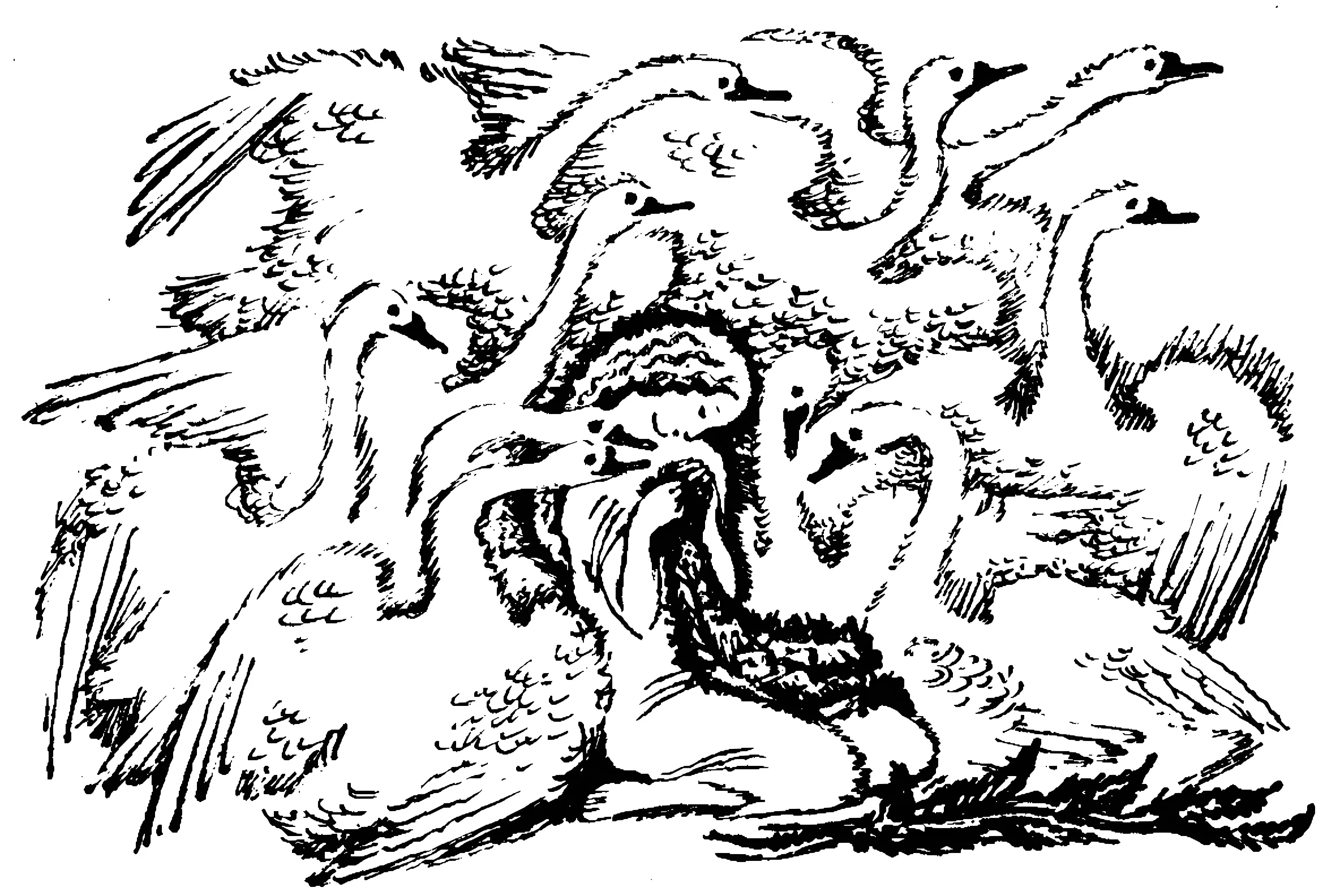 Дикие лебеди: рисунок №14056. Раскраски из мультиков. Дикие лебеди.
