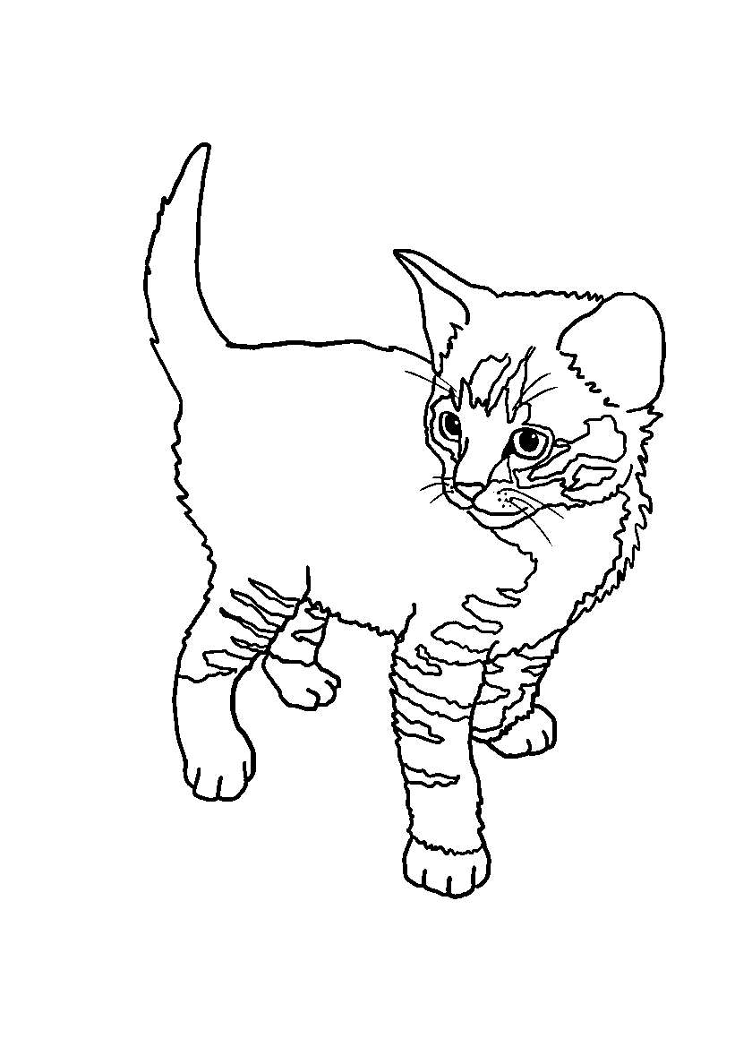 Котик смотрит №86. Популярные раскраски. Коты, кошки, котята.