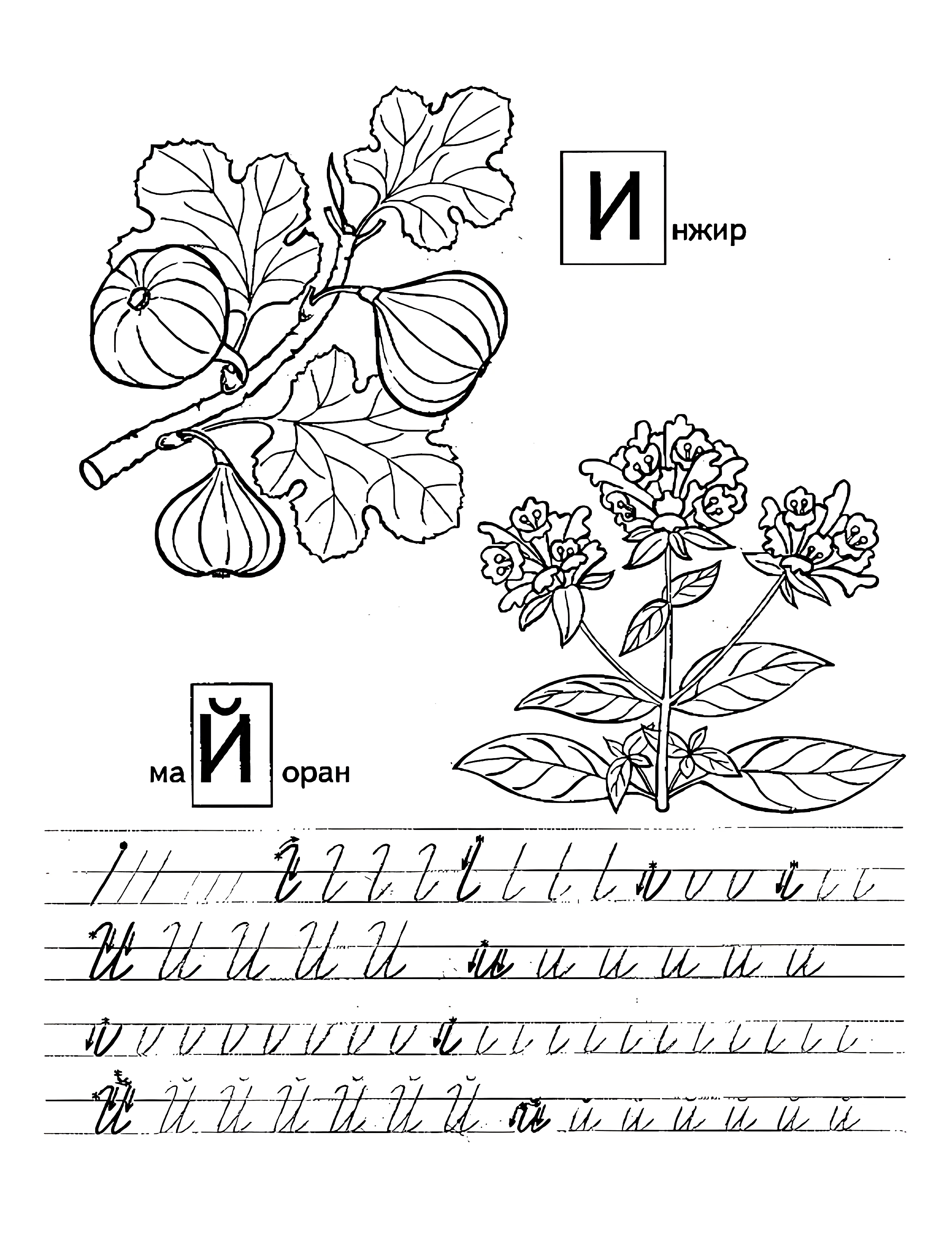 Прописи с фруктами И Й №1121. Прописи онлайн. Первые прописи для малышей в хорошем качестве на A4.