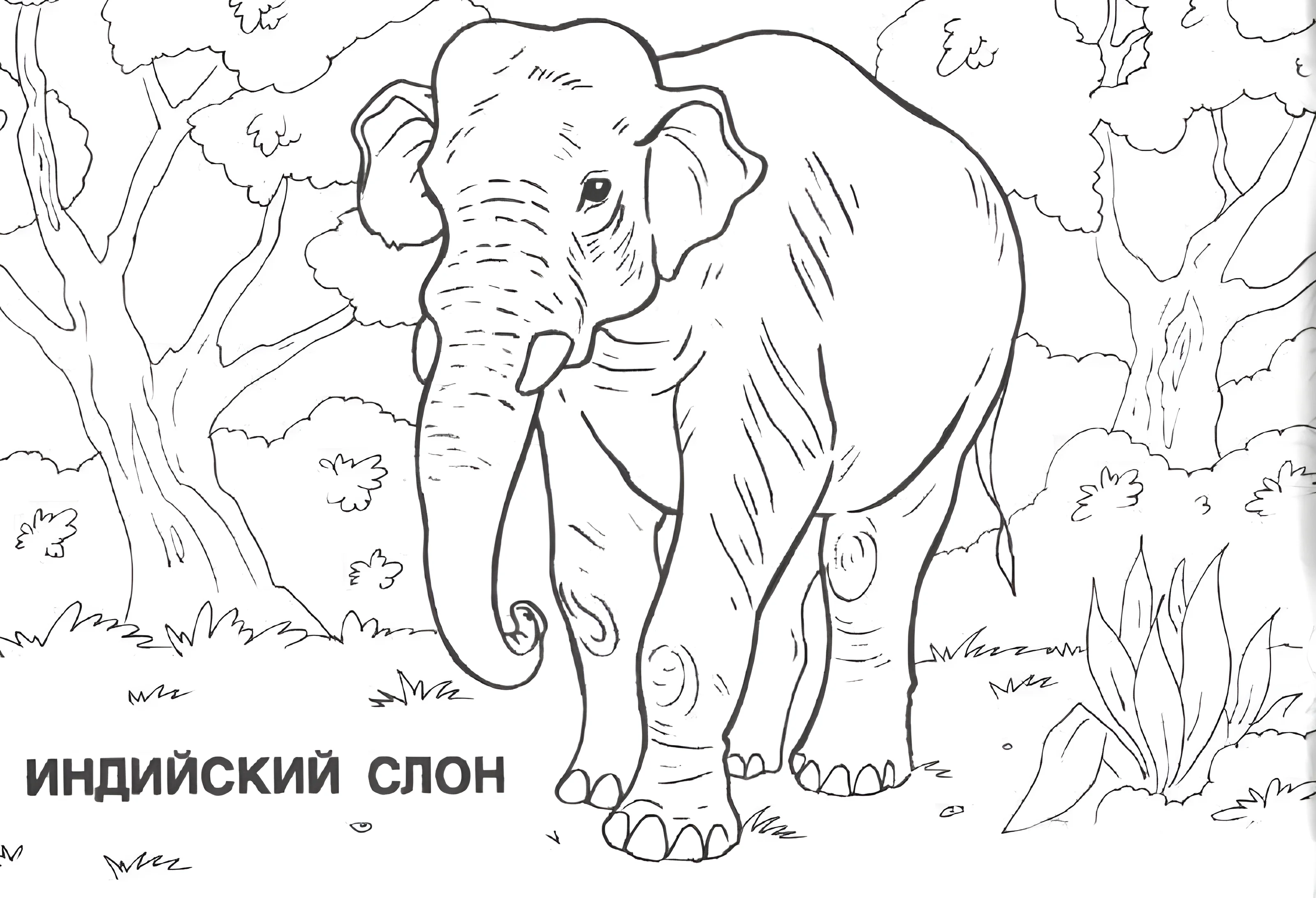 Индийский слон в зарослях для детей №6409. Обучающие и развивающие раскраски для детского сада, для начальных классов. Азия.