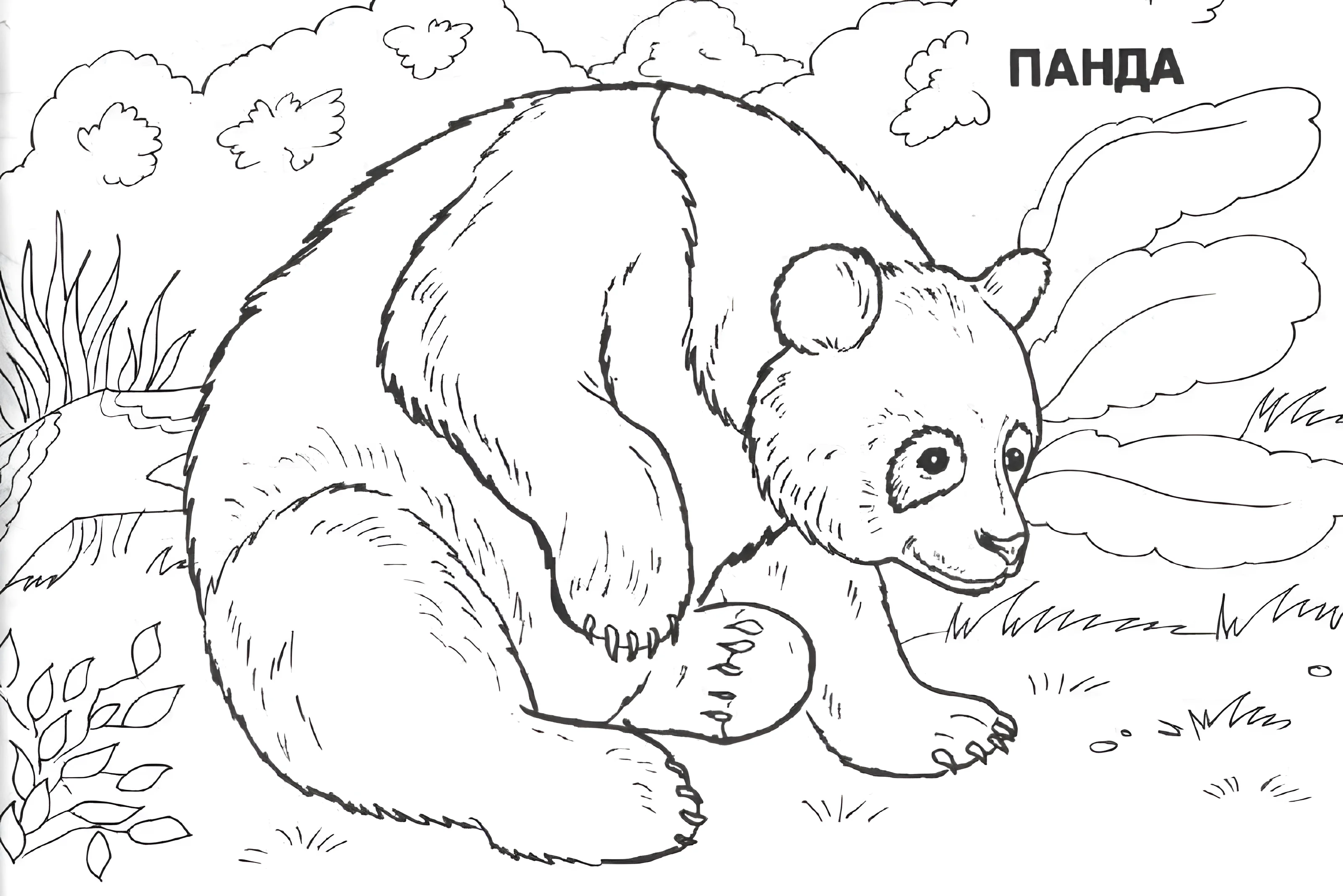 Милая панда в лесу для детей №6411. Обучающие и развивающие раскраски для детского сада, для начальных классов. Азия.