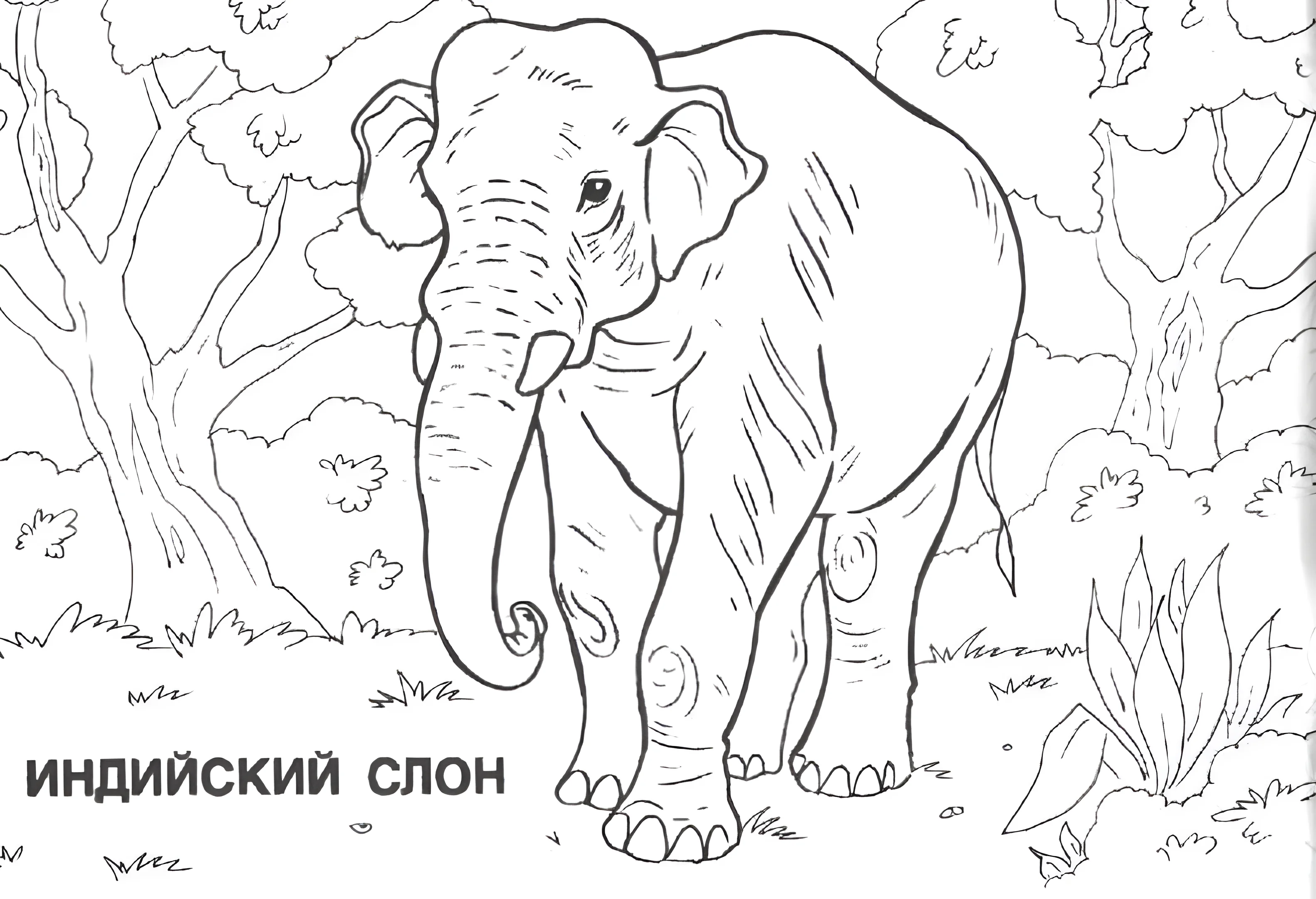 Индийский слон среди деревьев для детей №6766. Обучающие и развивающие раскраски для детского сада, для начальных классов. Евразия.