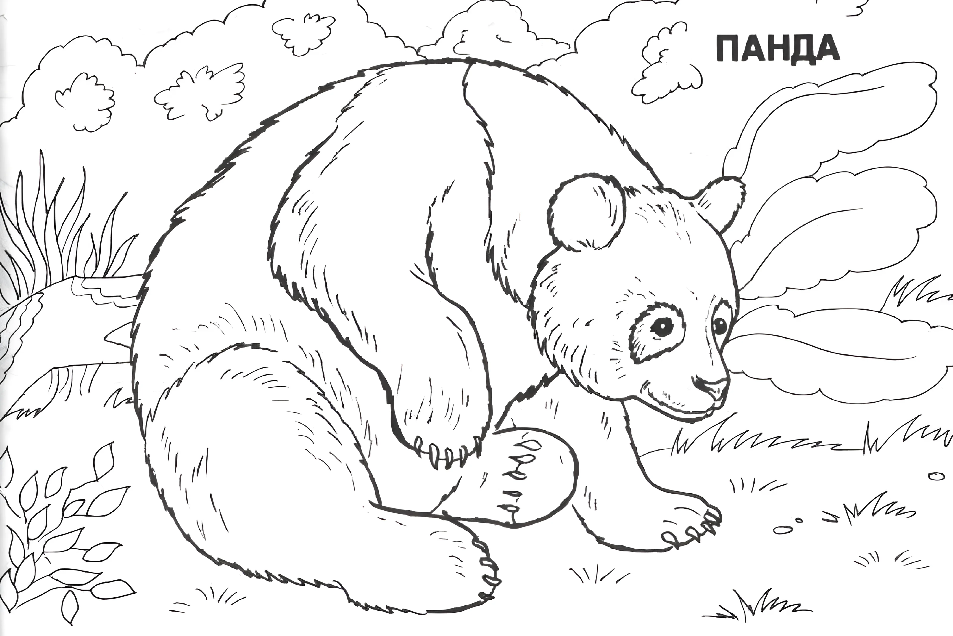 Милая панда в траве для детей №6771. Обучающие и развивающие раскраски для детского сада, для начальных классов. Евразия.