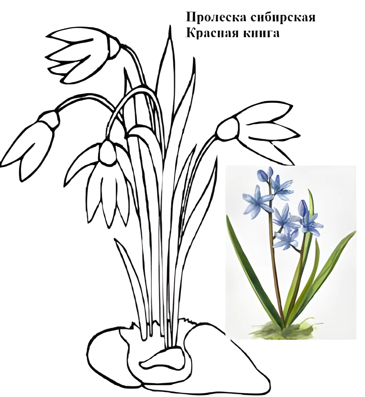 Пролеска сибирская – редкое растение для детей №6189. Обучающие и развивающие раскраски для детского сада, для начальных классов. Красная книга.