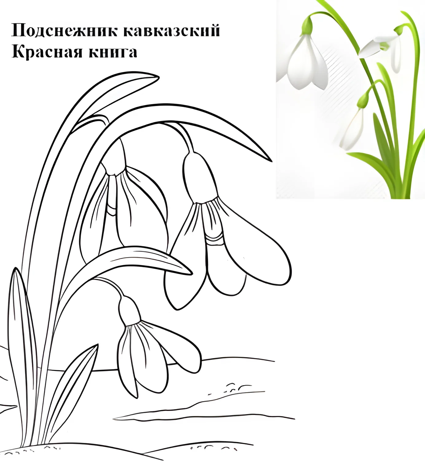 Подснежник из Красной книги для детей №6191. Обучающие и развивающие раскраски для детского сада, для начальных классов. Красная книга.