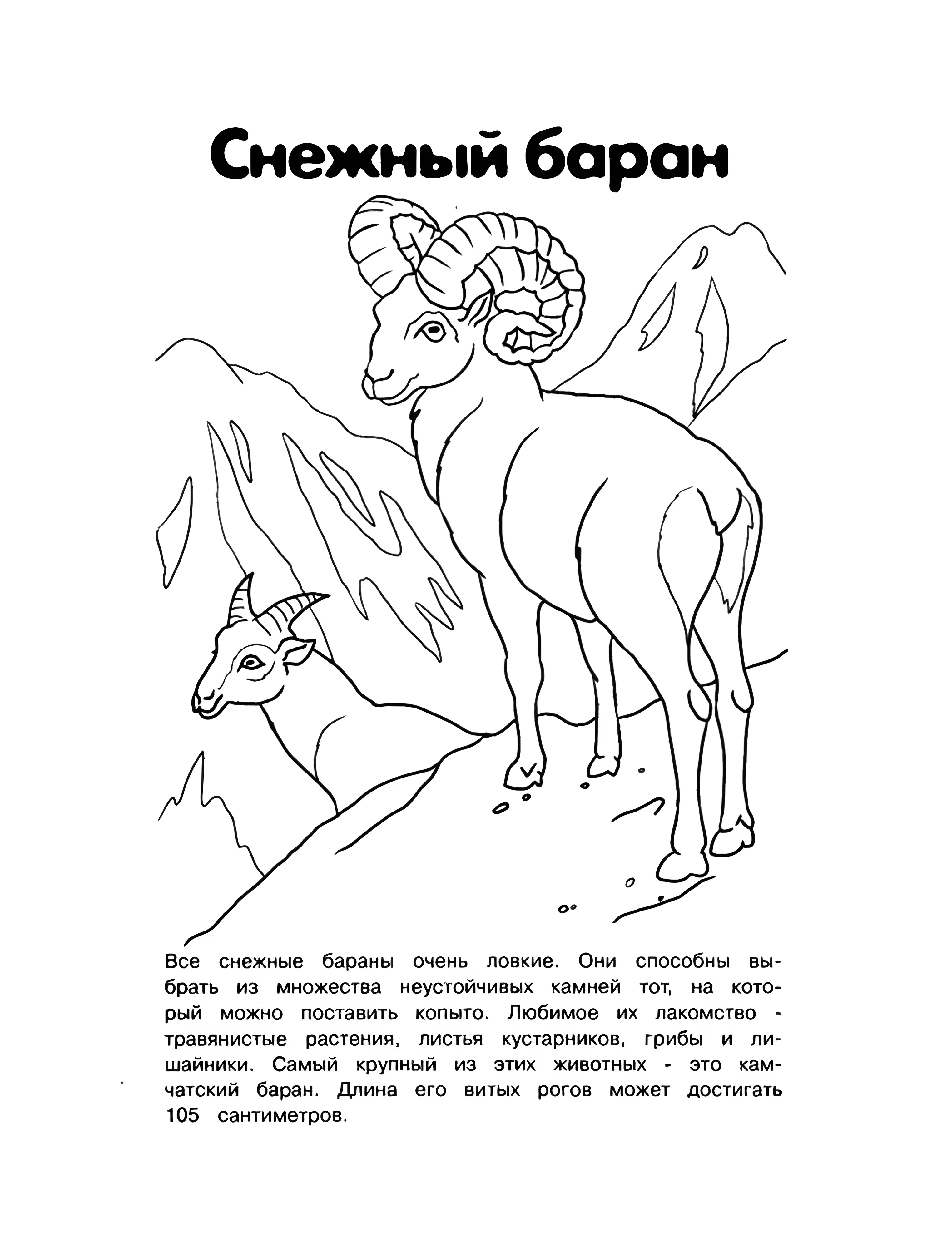 Снежный баран для детей №6193. Обучающие и развивающие раскраски для детского сада, для начальных классов. Красная книга.