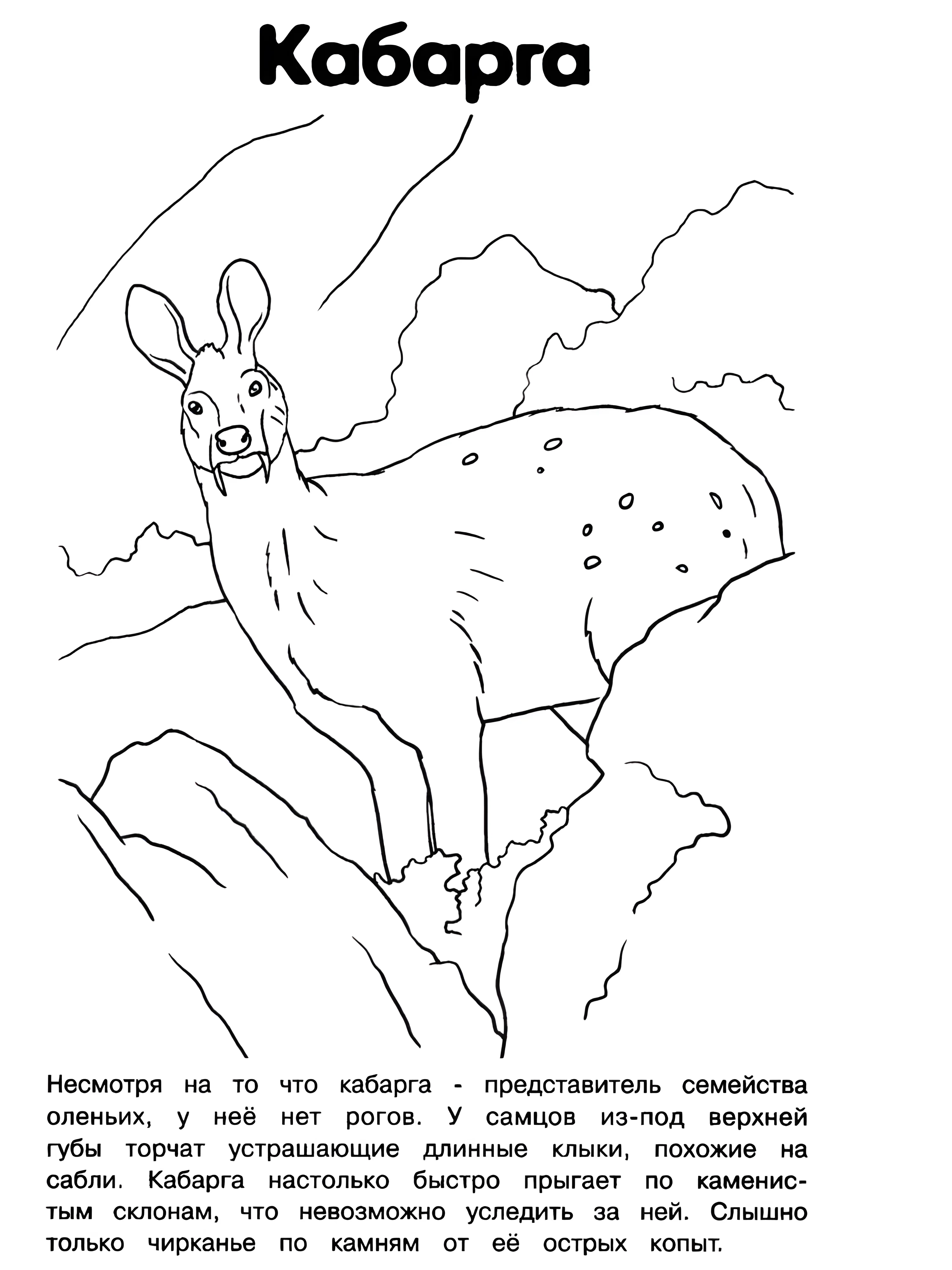 Редкая кабарga для детей №6197. Обучающие и развивающие раскраски для детского сада, для начальных классов. Красная книга.