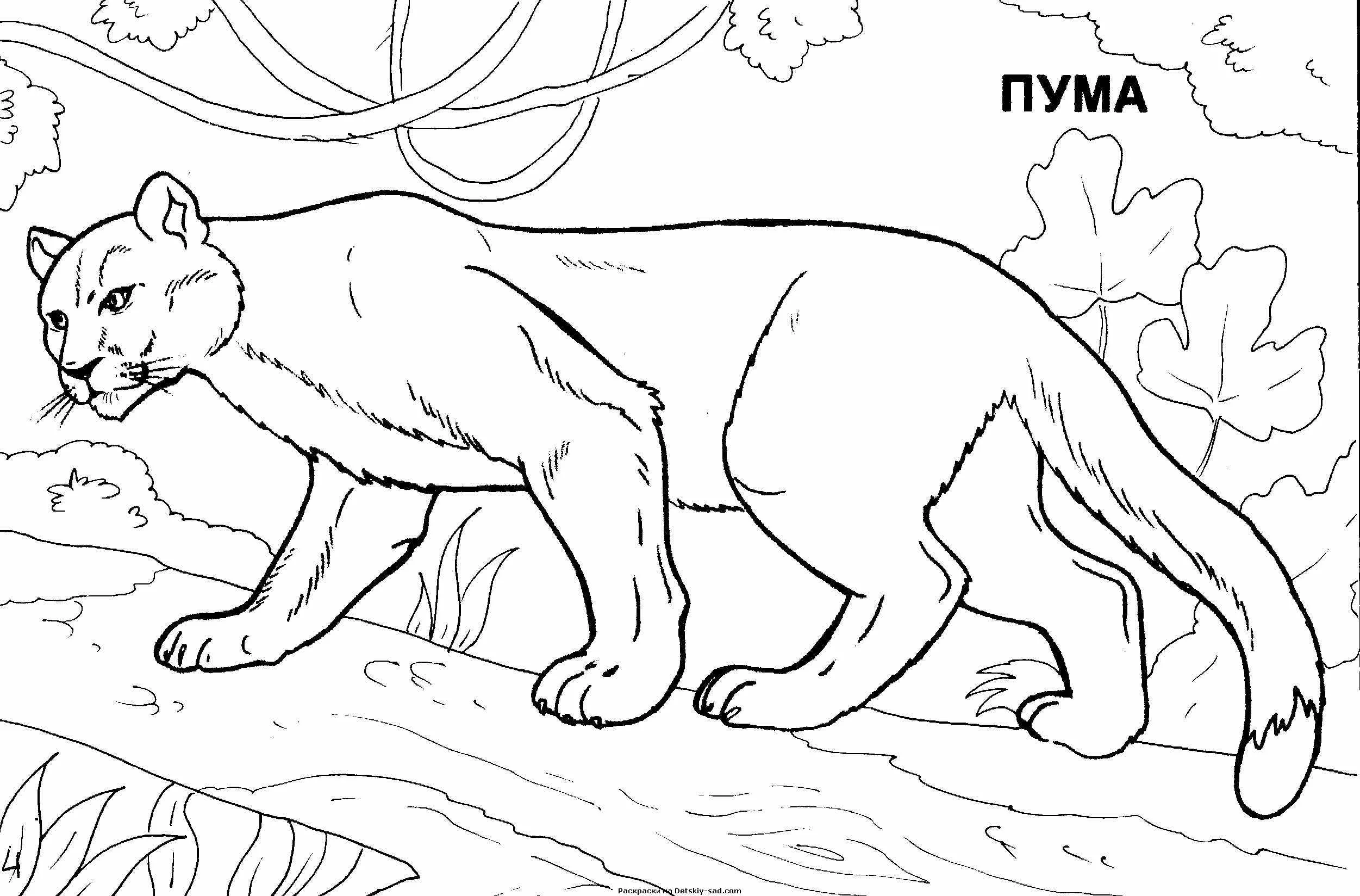 Пума в тропическом лесу для детей №6776. Обучающие и развивающие раскраски для детского сада, для начальных классов. Южная америка.