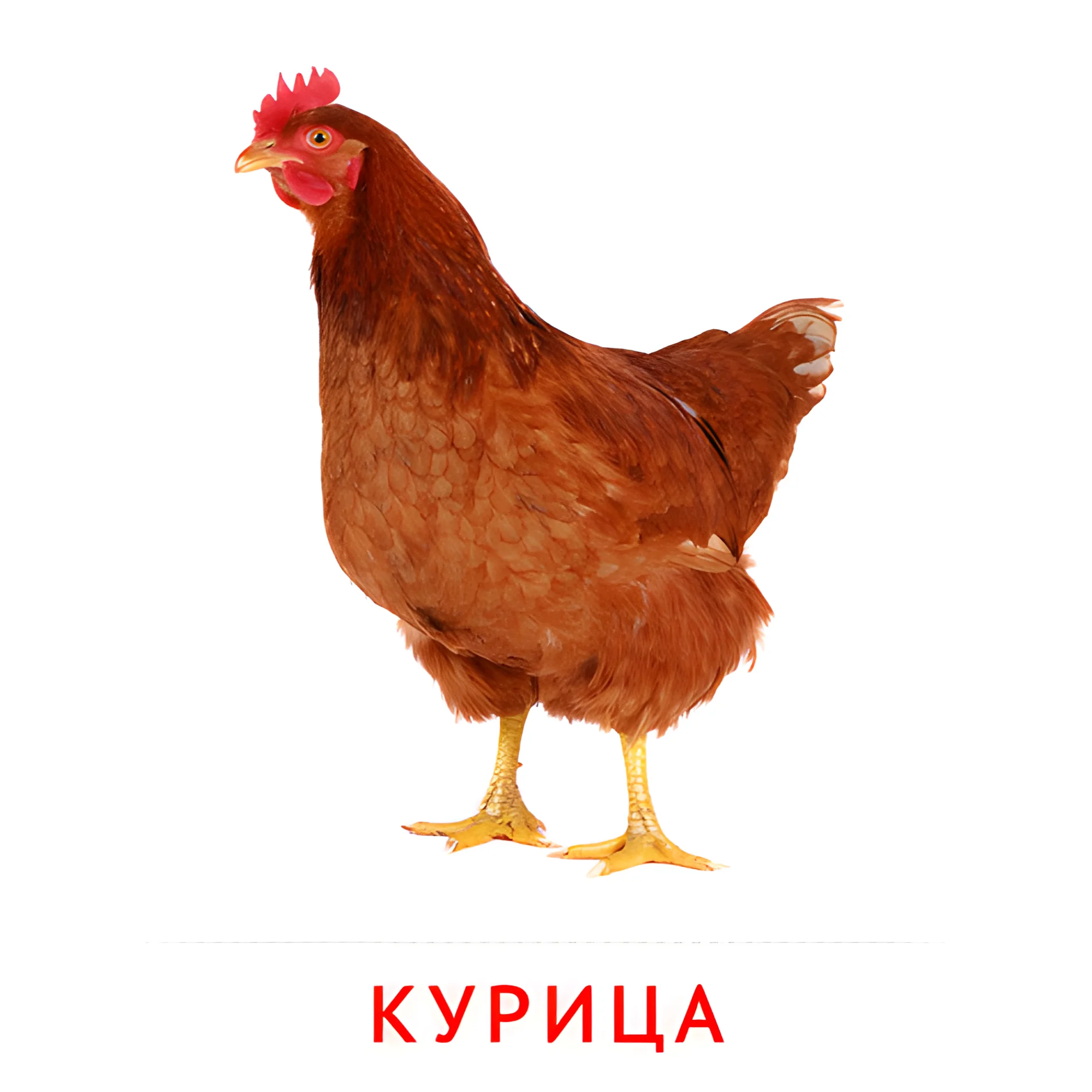 Курица №1988. Карточки Домана на русском языке. Животные и их детеныши.