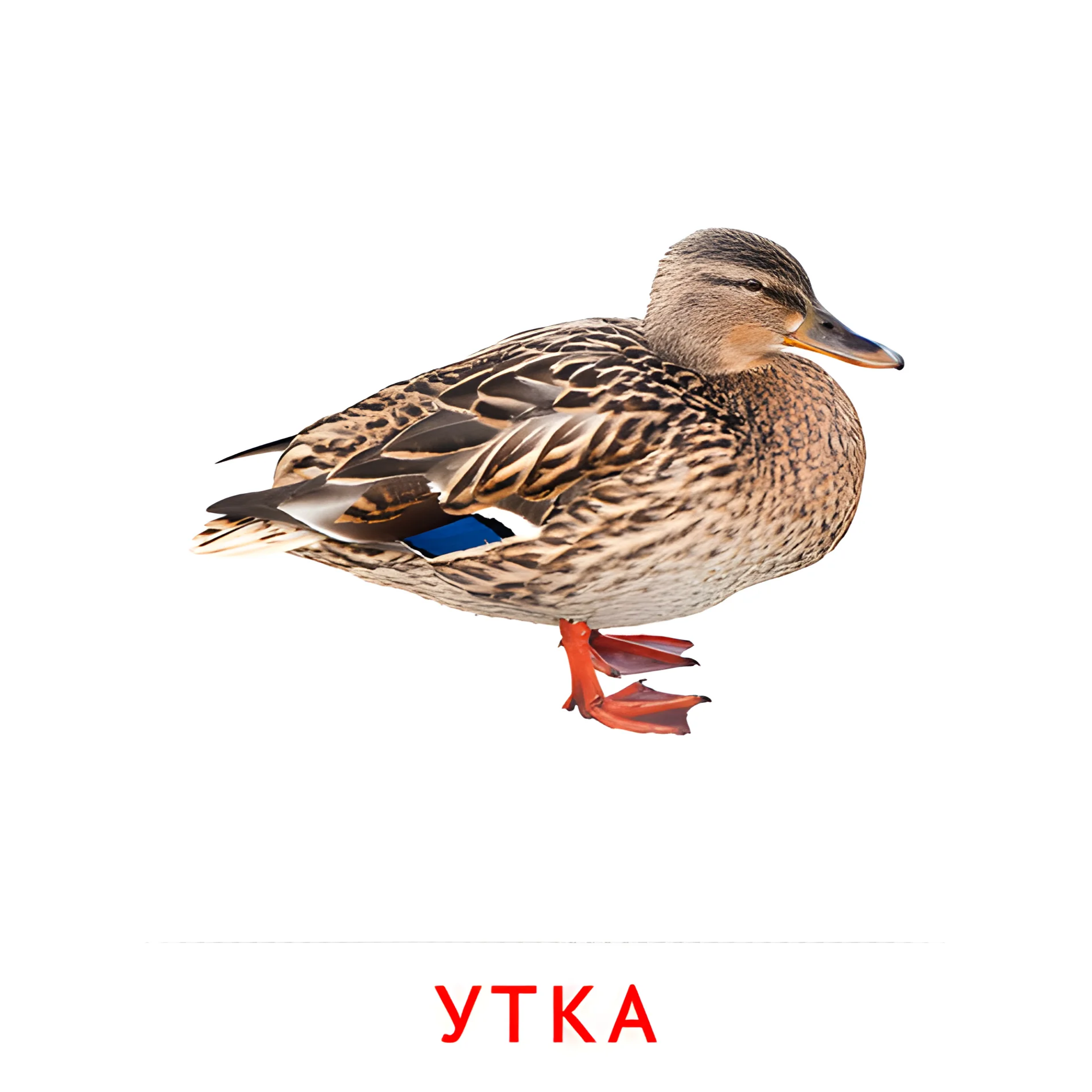 Утка №2036. Карточки Домана на русском языке. Птицы.