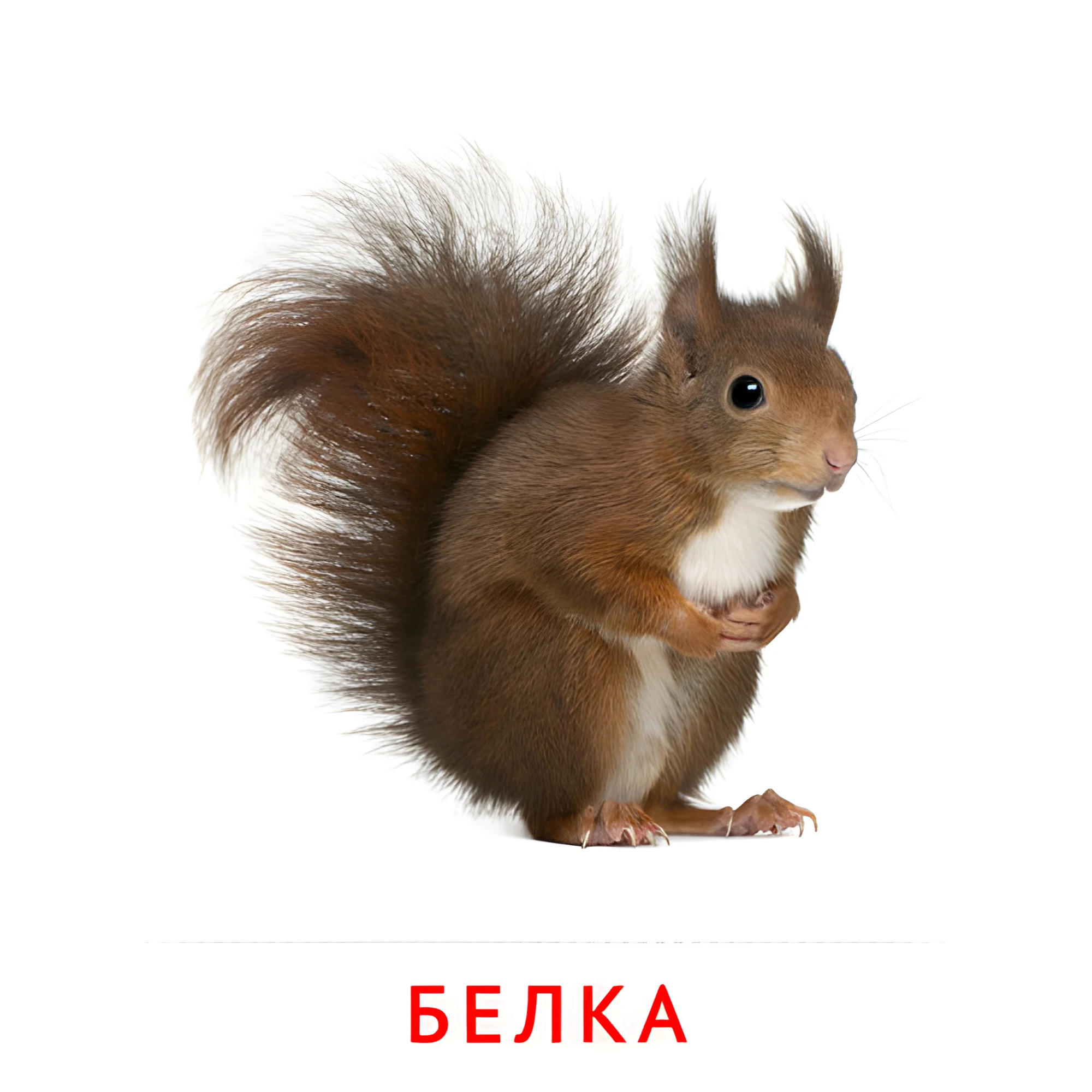 Белка №1879. Карточки Домана на русском языке. Животные.