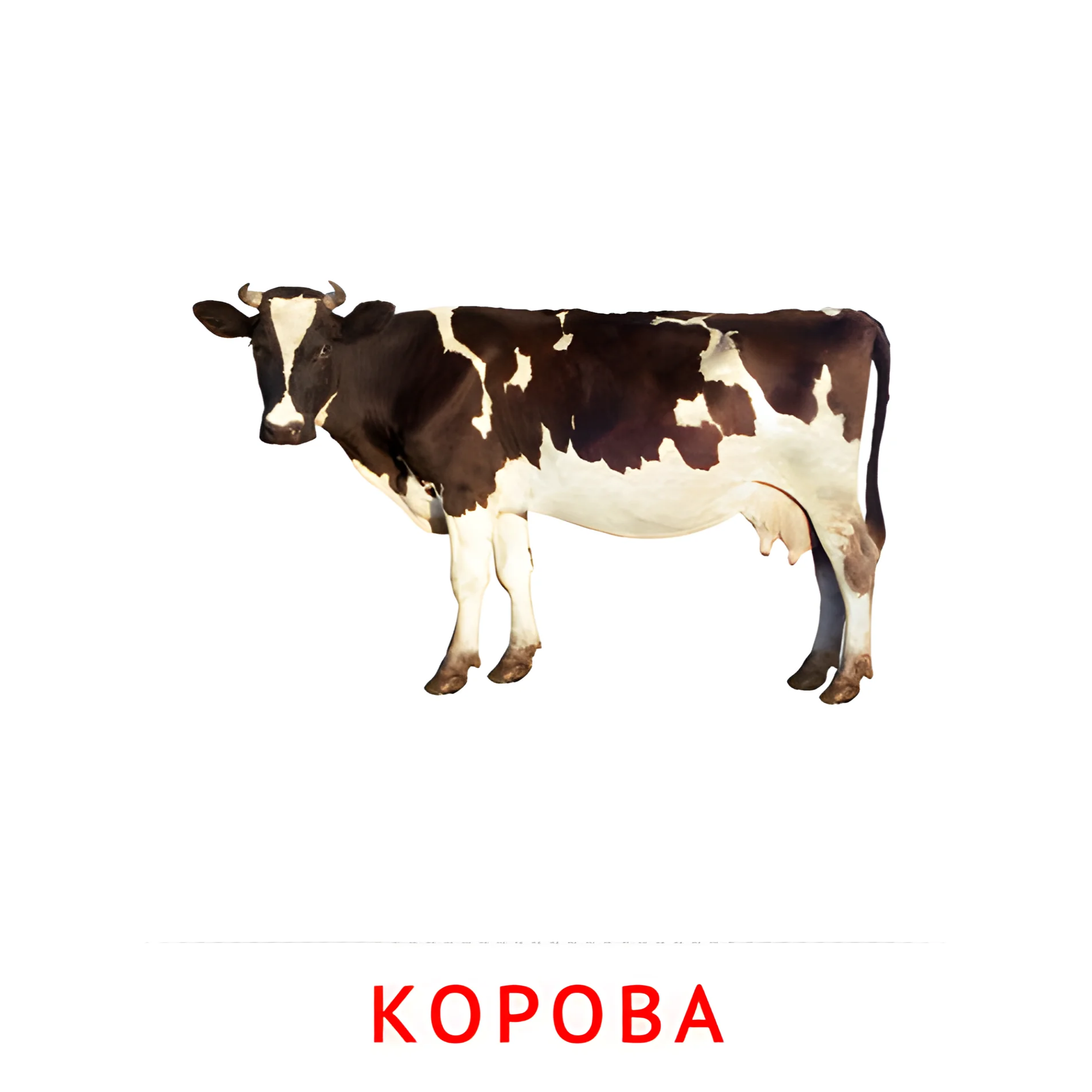 Корова №1871. Карточки Домана на русском языке. Животные.