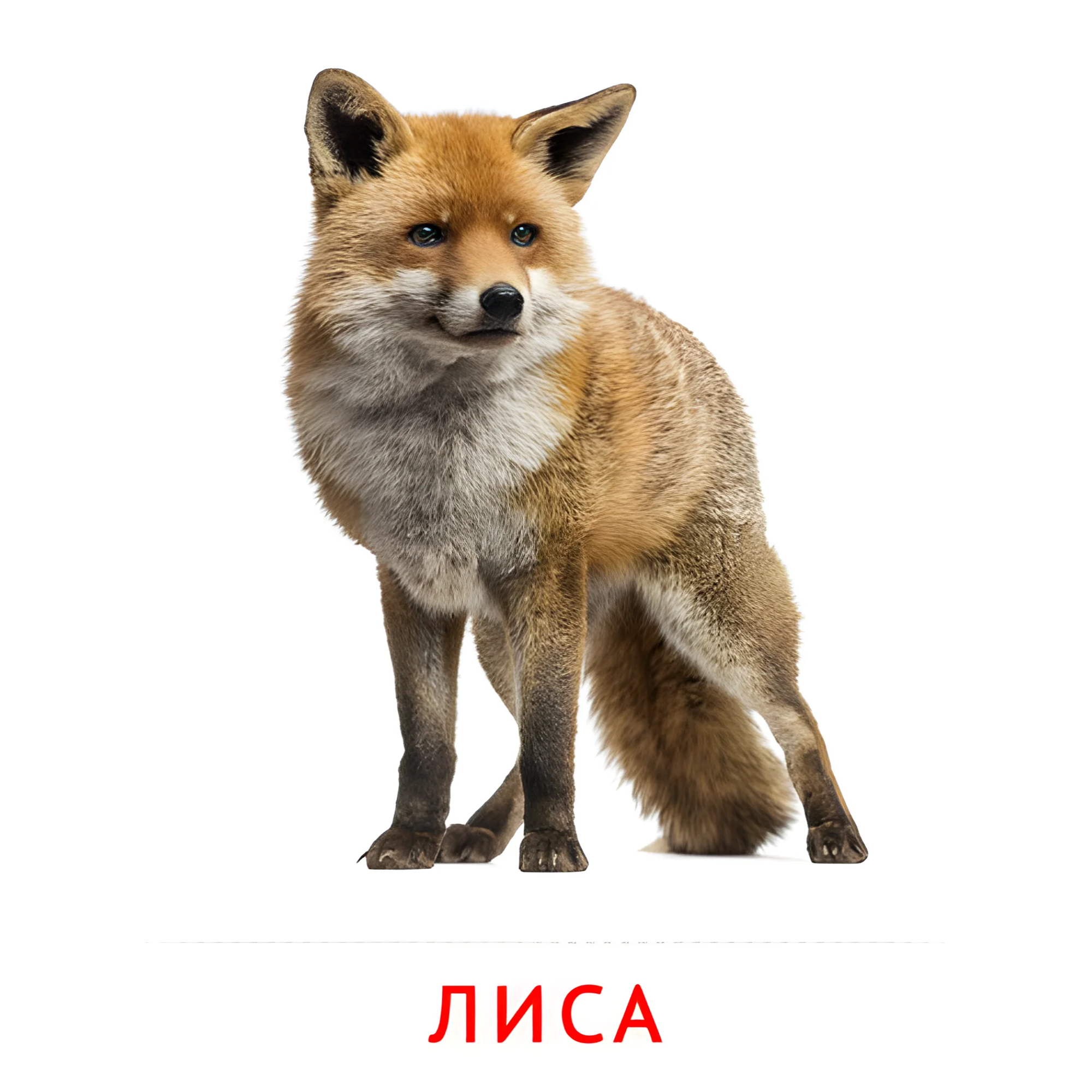 Лиса №1878. Карточки Домана на русском языке. Животные.