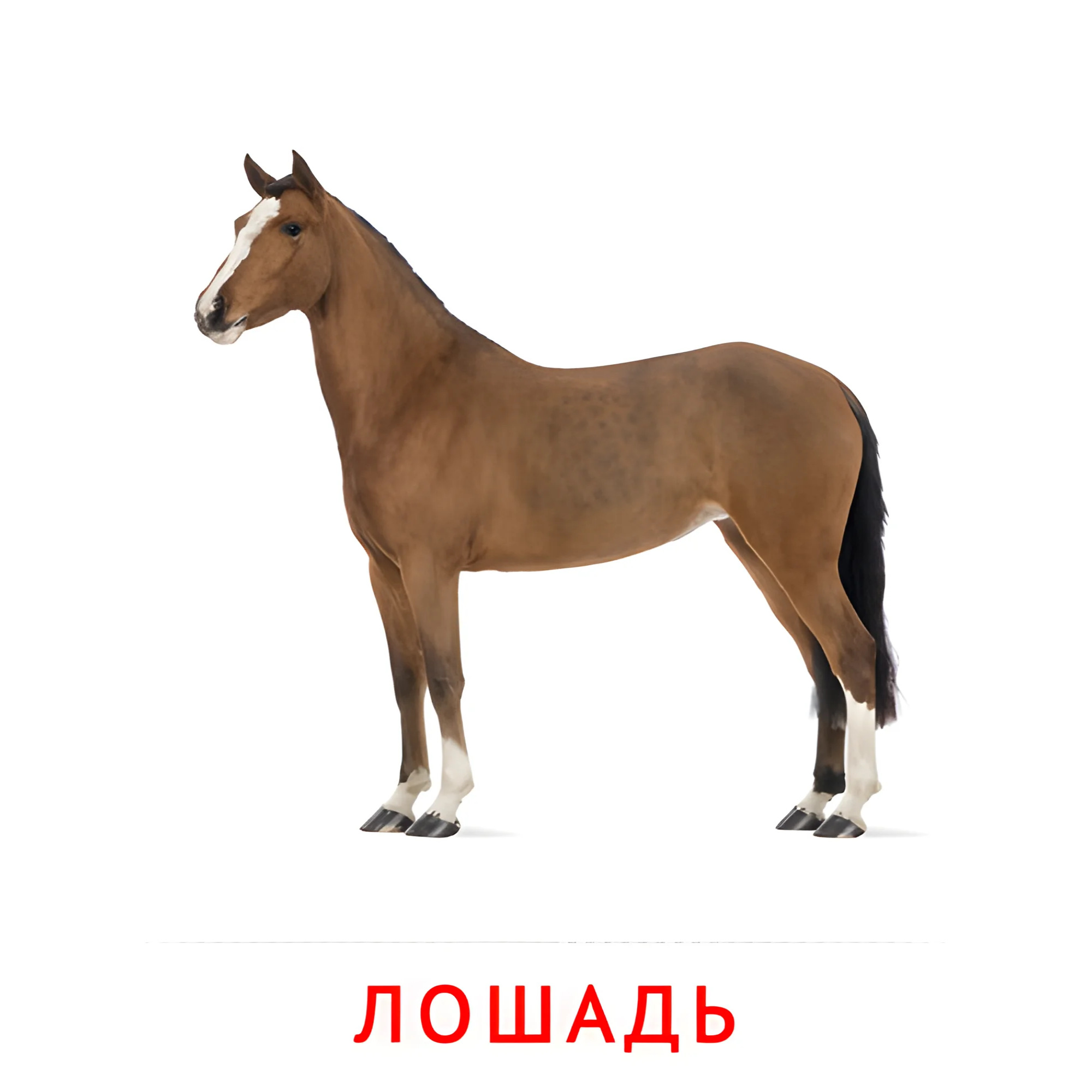 Лошадь №1880. Карточки Домана на русском языке. Животные.