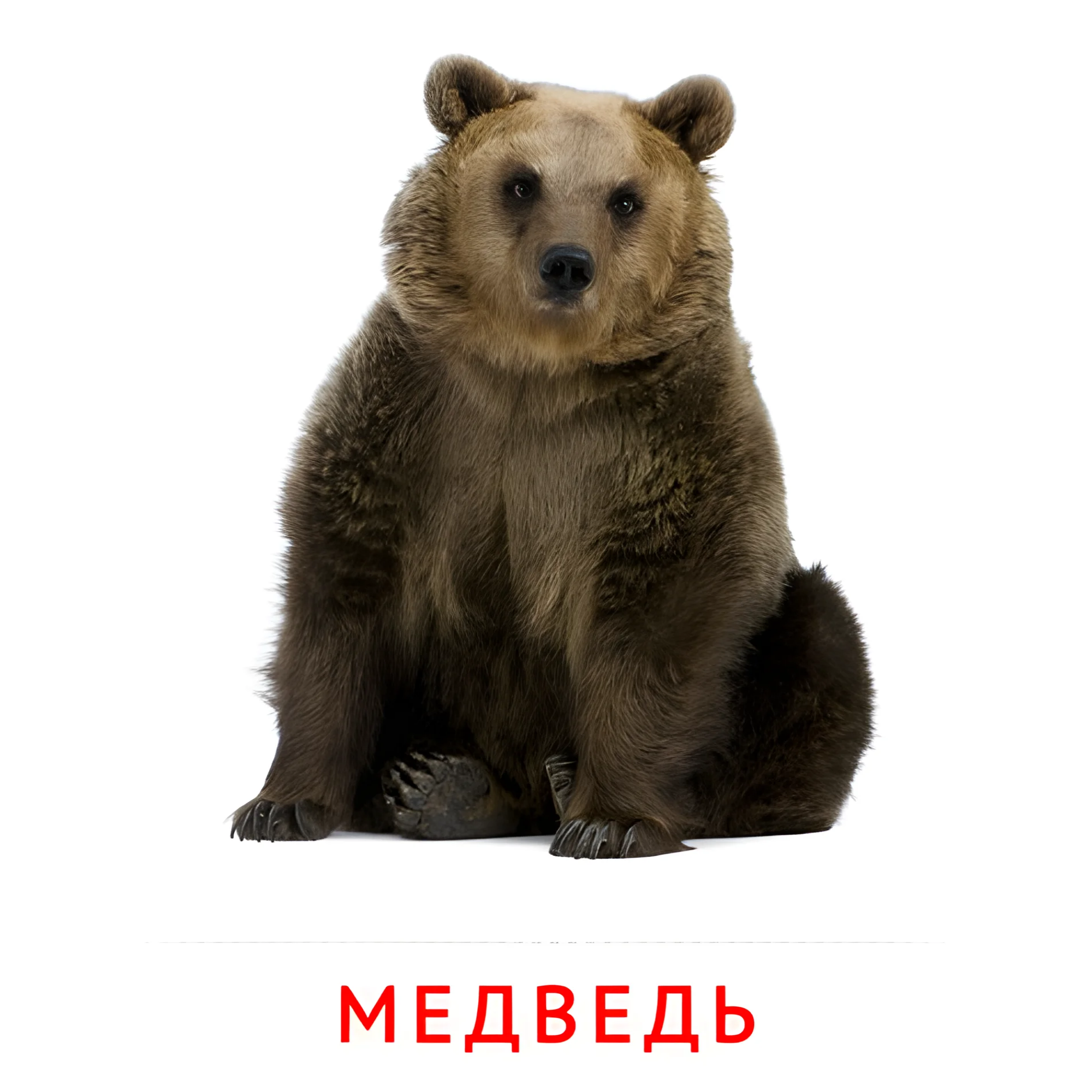 Медведь №1874. Карточки Домана на русском языке. Животные.