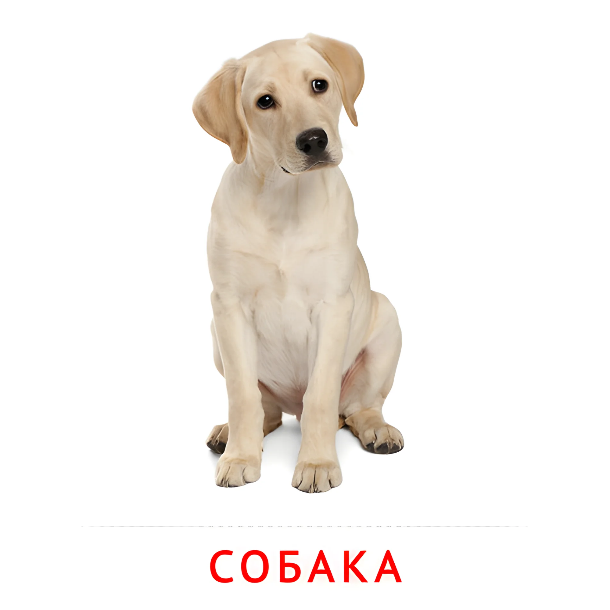Собака №1867. Карточки Домана на русском языке. Животные.
