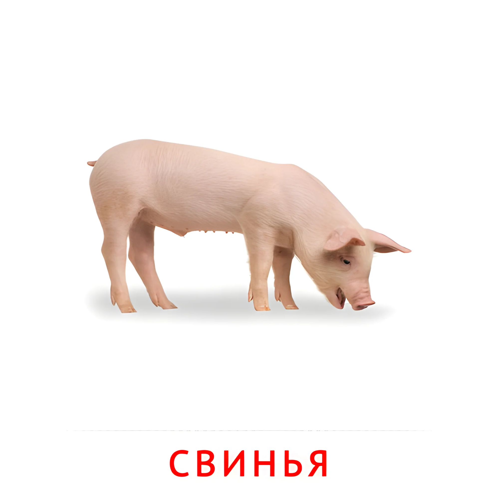 Свинья №1893. Карточки Домана на русском языке. Животные.